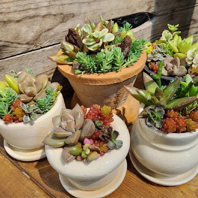 ゆめが丘】3/29(土)多肉植物の寄せ植えワークショップ | PROTOLEAF